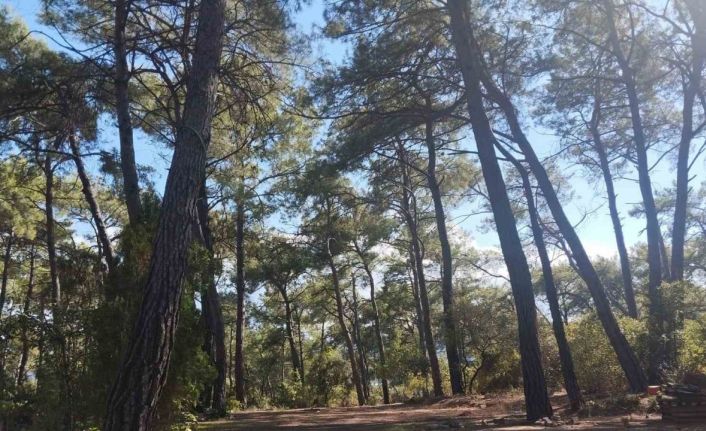 Akyaka Gökova Orman Parkı’nda temizlik ve elektrik yenileme çalışmaları başladı