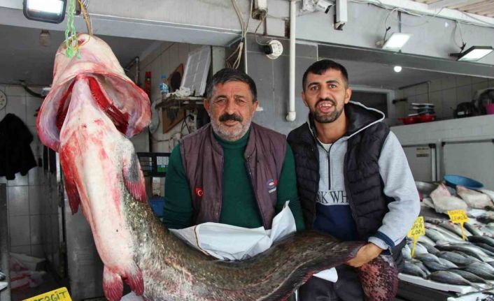 Altınkaya Barajı’nda 85 kiloluk dev yayın balığı yakalandı