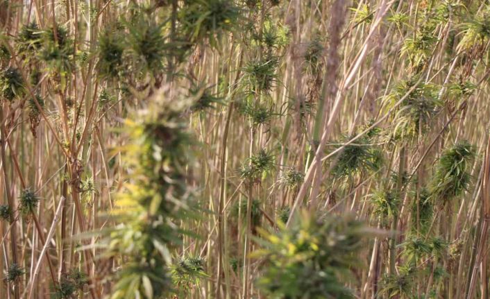 Amasya’da kenevirde hayal kırıklığı: Kenevir ekim alanı 6 bin 500 dekardan 850 dekara düştü