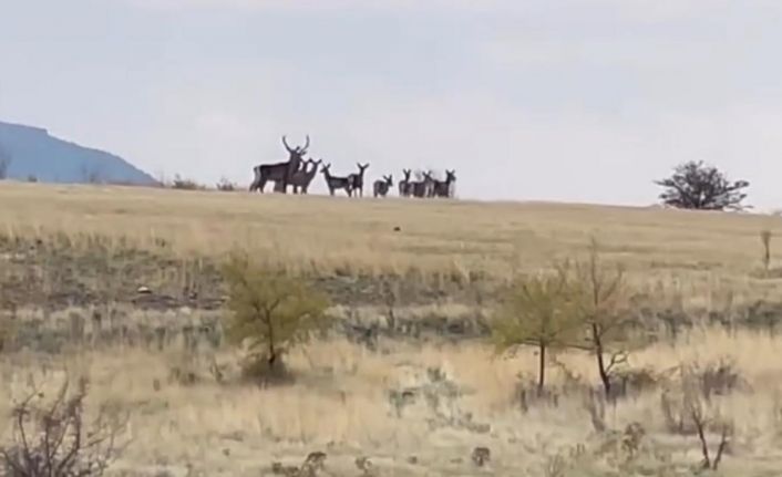 Ankara’da yaban geyiği sürüsü kamerada