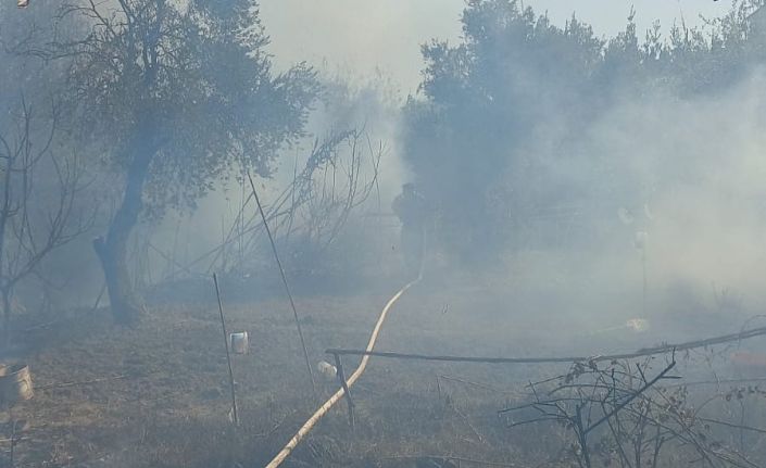 Antakya’da zeytinlik alanda yangın