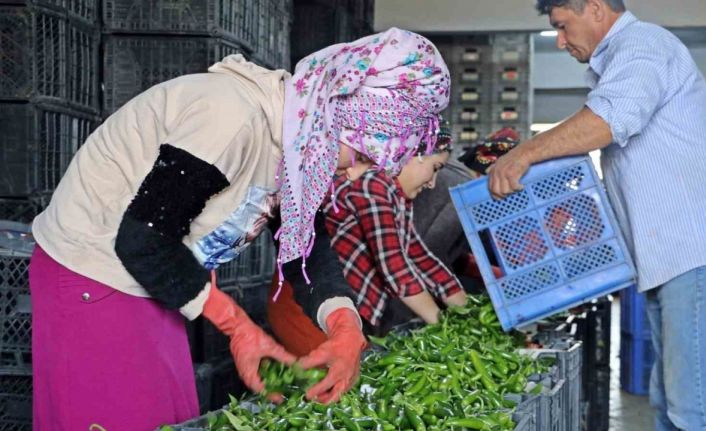 Antalya’da Eylül’de sebze miktarı yüzde 10 arttı