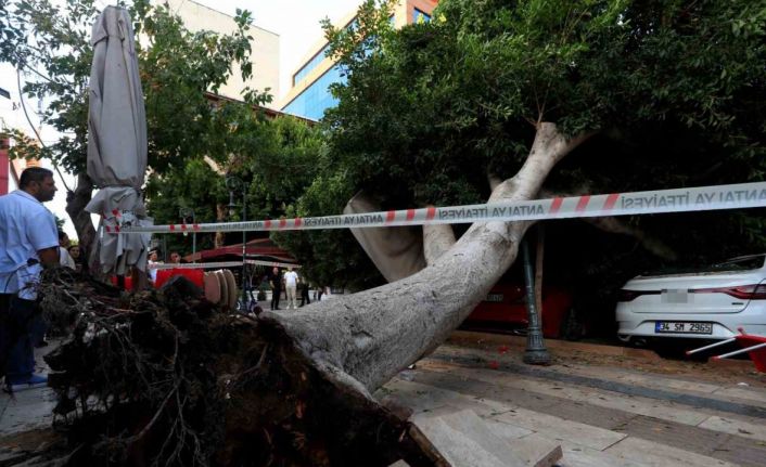 Antalya’da faciadan dönüldü: Araçların üzerine devrilen ağacın altında kalmaktan son anda kurtuldu