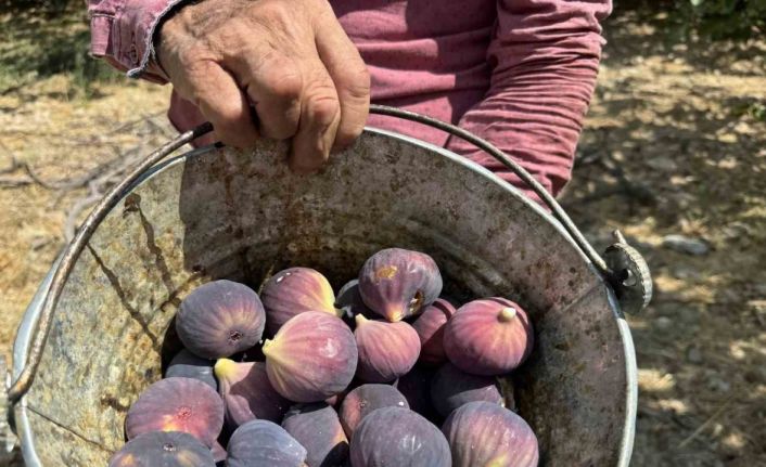 Antalya’da siyah incir hasadında sona gelindi
