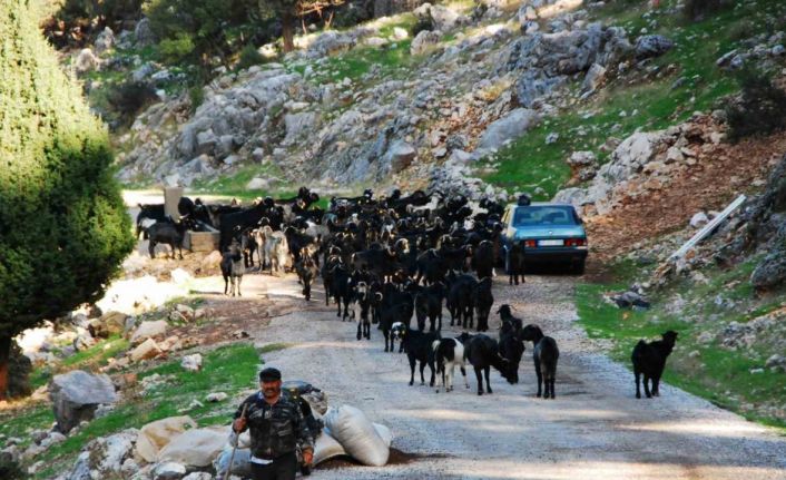 Antalya’da Yörüklerin 4 aydır kaldıkları yaylalardan dönüşleri başladı