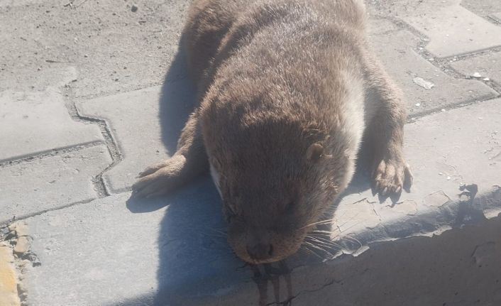 Aracın çarptığı su samuru telef oldu