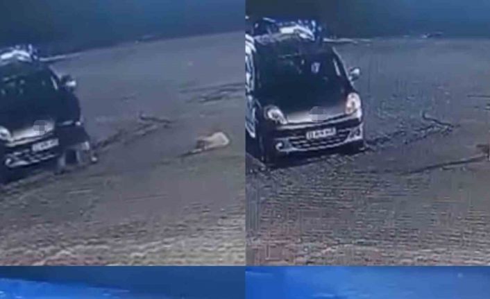 Aracın üzerinden geçtiği köpek telef oldu