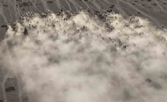 Arazide ilerleyen koyun ve kuzuların toz bulutlarıyla görüntüsü görsel şölen sundu