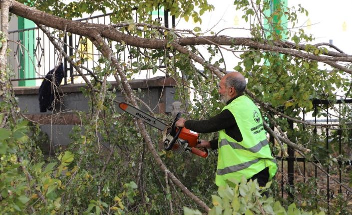 Ardahan Belediyesi’nin ağaç budama çalışmaları devam ediyor
