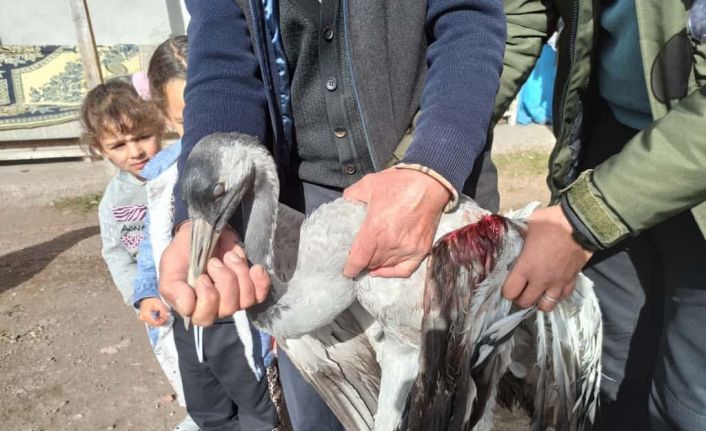 Ardahan’da yaralı bulunan turna tedaviye alındı