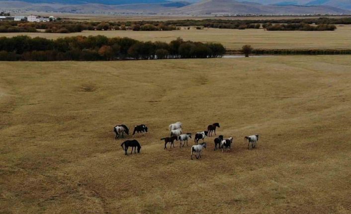 Ardahan’ın vahşi güzelliği: Yılkı atları dron ile görüntülendi