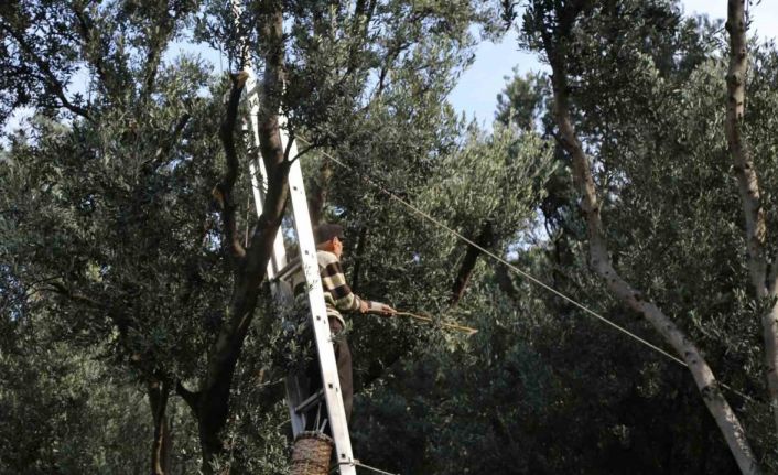 Artvin’de üstün lezzet ödüllü Butko zeytininin hasadı başladı