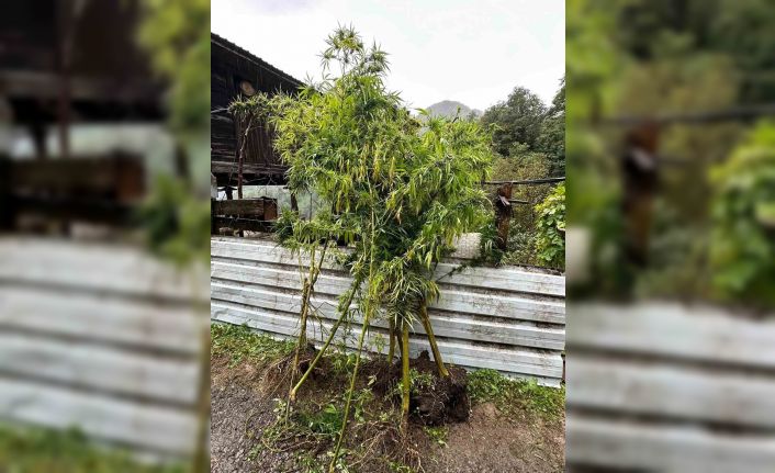 Artvin’de uyuşturucu operasyonu: 5 gözaltı