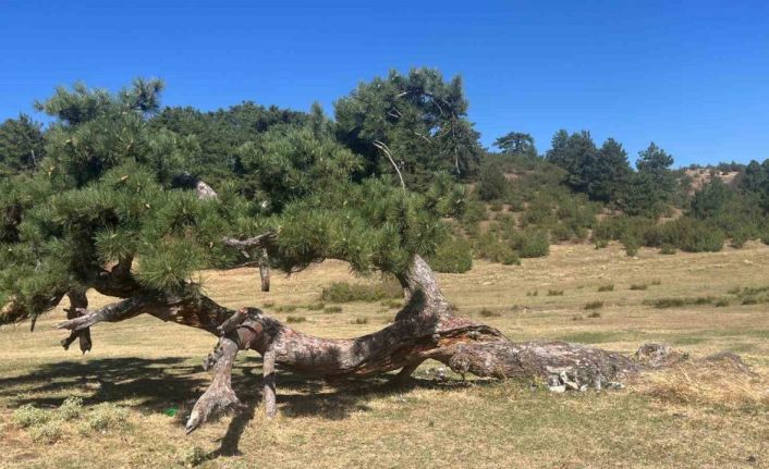 Asırlık çamın yaşam mücadelesi