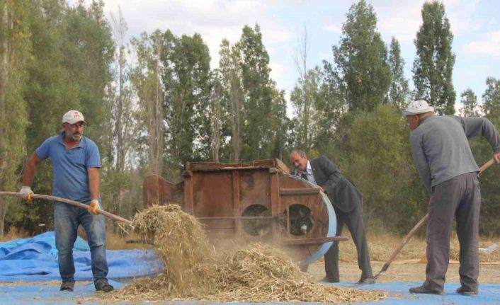 Ata tohumu fasulyeler geleneksel yöntemlerle üretiliyor