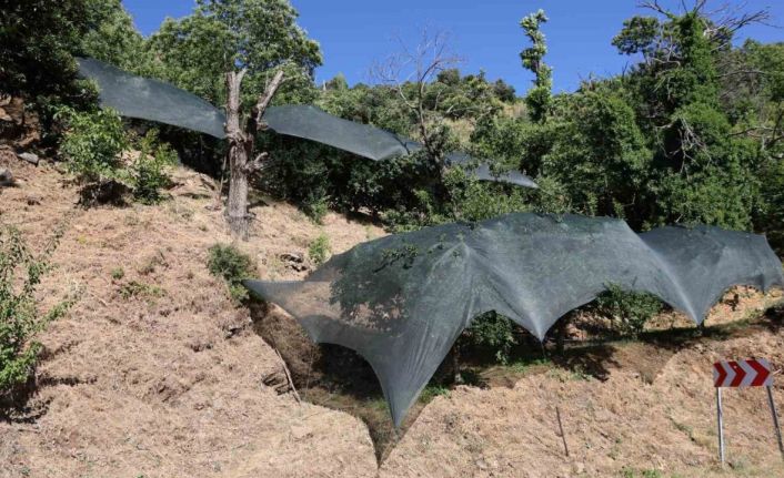 Aydın’da don afeti mağduru üreticilere 50 milyon liralık destek