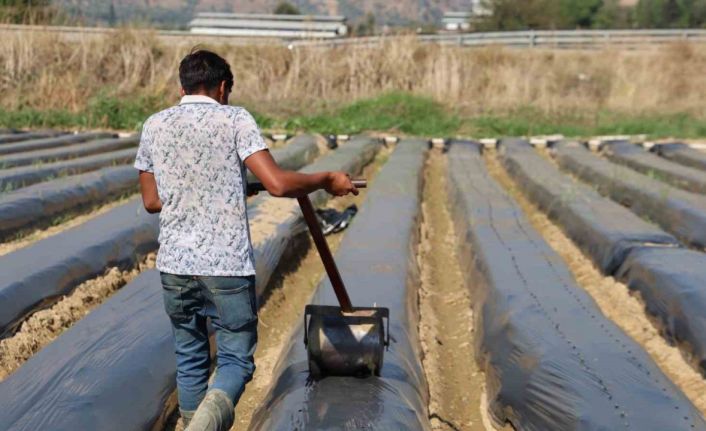 Aydın’da kış çileği hazırlıkları başladı