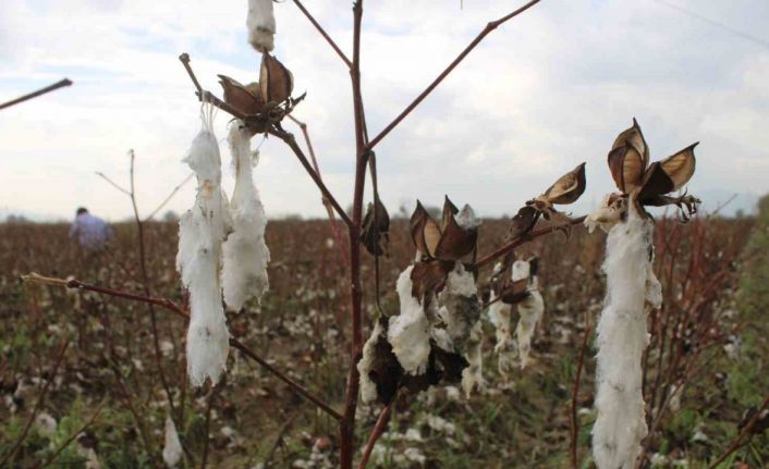 Aydın’da pamuk tarlalarını dolu vurdu