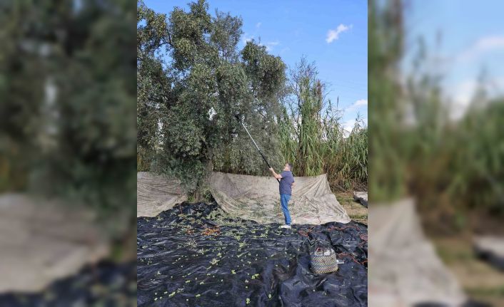 Aydın’da yağışların ardından zeytin hasadı başladı