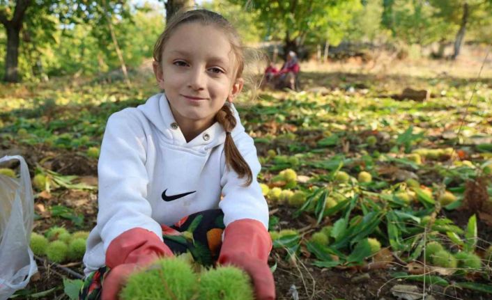 Aydın’ın dağlarında hareketlilik başladı, kestane üreticilerini hasat telaşı sardı