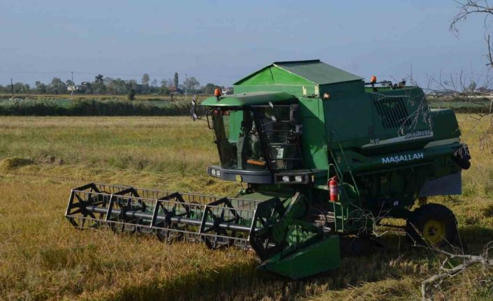 Bafra Ovası’nda çeltik hasadı yüzleri güldürüyor