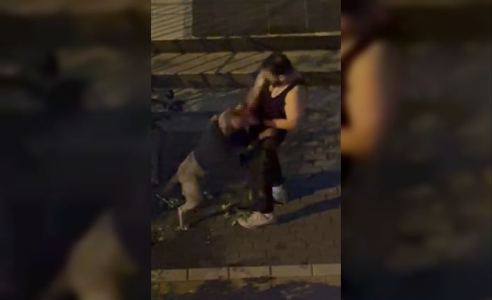 Bahçelievler’de pitbull cinsi köpek sahibine saldırdı: Dehşet anları kamerada