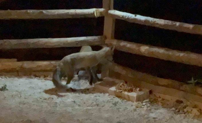 Bahçesine giren tilkileri elleriyle besliyor