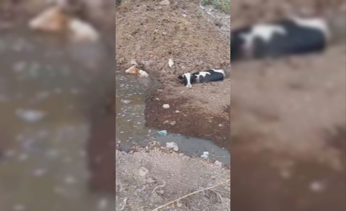 Balçığa saplanan 3 inek zorlu çalışmayla kurtarıldı