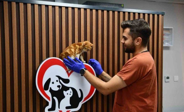 Balıkesir’de can dostlar Büyükşehir eliyle güvende