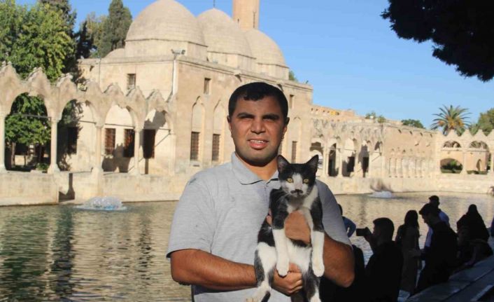 Balıklıgöl’e düşen kedi kalp masajıyla hayata döndü