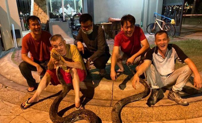 Bangkok’ta yılda 30 binden fazla yılan yakalanıyor