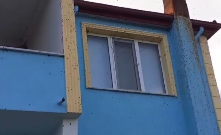 Bartın’da kahverengi kokarca istilası kabusa dönüştü