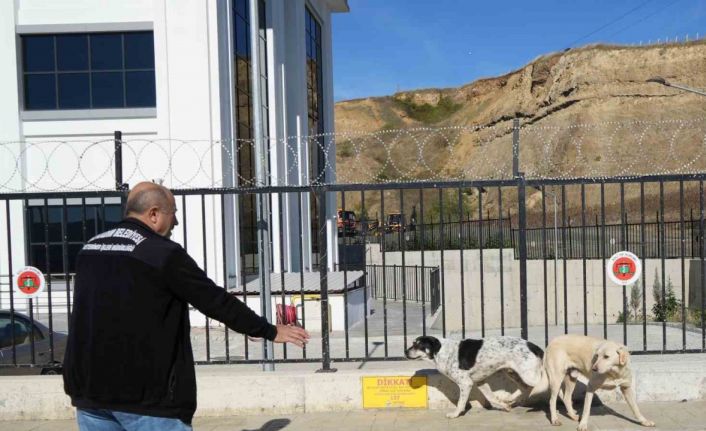 Başıboş sokak köpekleri toplanarak barınağa götürüldü