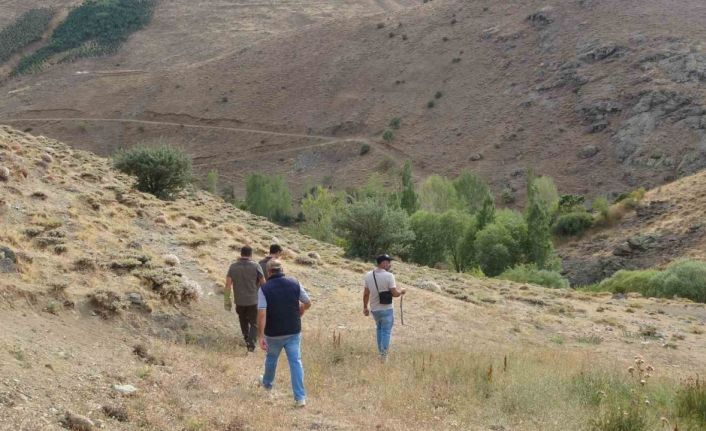 Bayburt’ta annesini kaybeden yavru ayı köyü alarma geçirdi