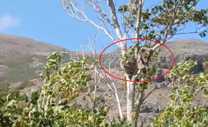 Bayburt’ta bir köyü alarma geçirmişti: Köpeklerden kaçan yavru ayı bu kez ağaç üstünde görüldü