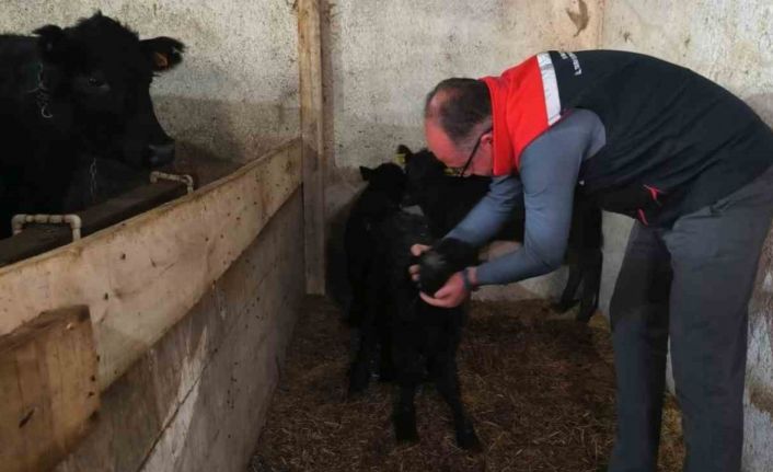 Bayburt’ta etçi ırk damızlık hayvan kontrolleri yapıldı