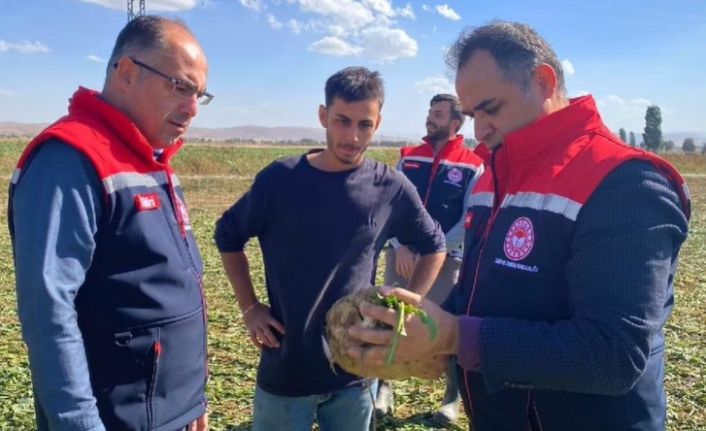 Bayburt’ta şeker pancarı sökümü başladı