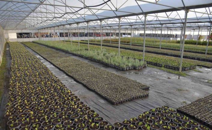 Bilecik Belediyesi kendi seralarında ürettiği bitkilerle kenti renklenecek