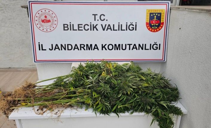 Bilecik’te kenevir operasyonu