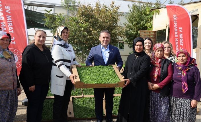 Bilecik’te tarıma can suyu: 926 bin marul fidesi toprakla buluştu