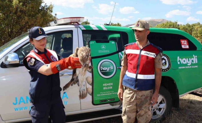 Bingöl’d yaralı kartal tedavi altına alındı