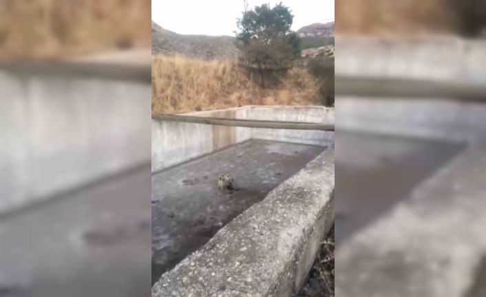 Bingöl’de sulama havuzuna düşen yavru ayı kurtarıldı