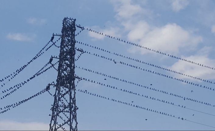 Binlerce kırlangıç telleri doldurdu