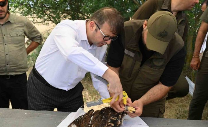 Binlerce leylek yuvası, yüzlerce mama kabı: Doğa dostu projeler