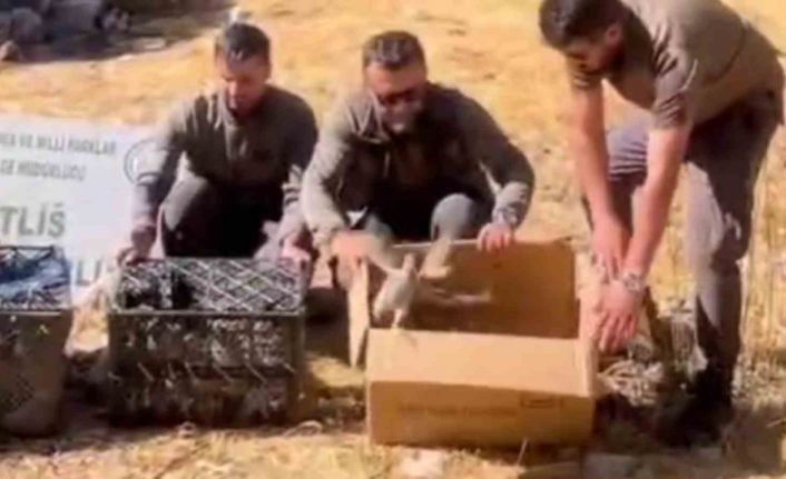 Bitlis’te Keklik ticaretine geçit verilmedi