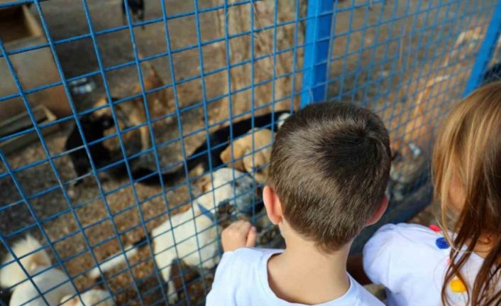 Bodrum Belediyesi sokaklardaki dostlarının yanında