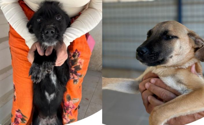 Bodrum Belediyesi Yuvalandırma Platformu hayata geçti