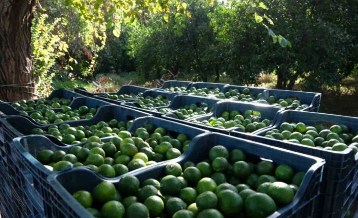 Bodrum’da 72 üreticiden 55 ton yeşil mandalin alındı