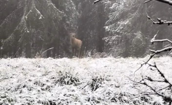 Bolu ormanlarında kızılgeyiğin böğürme anları kameraya yansıdı