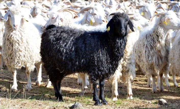 Bolu’da tiftik keçisine 3 milyon liralık destek